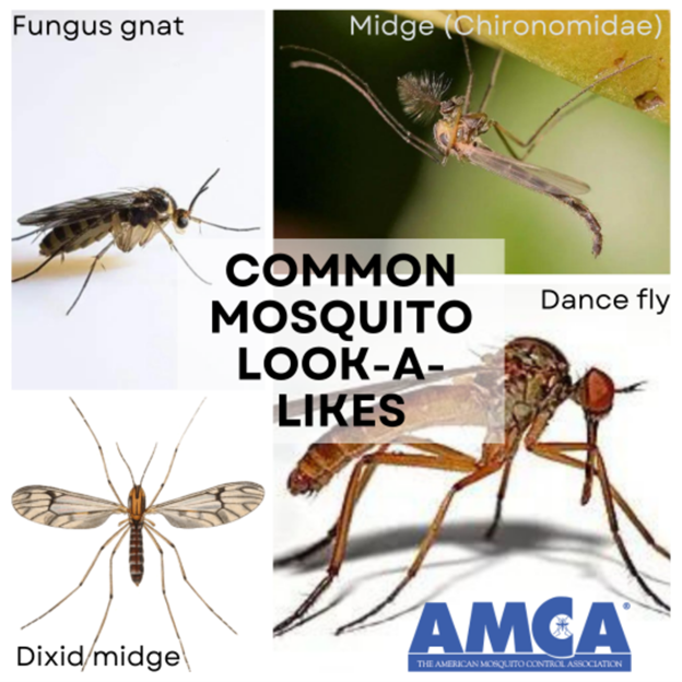 American Mosquito Control Association - AMCA tweet media