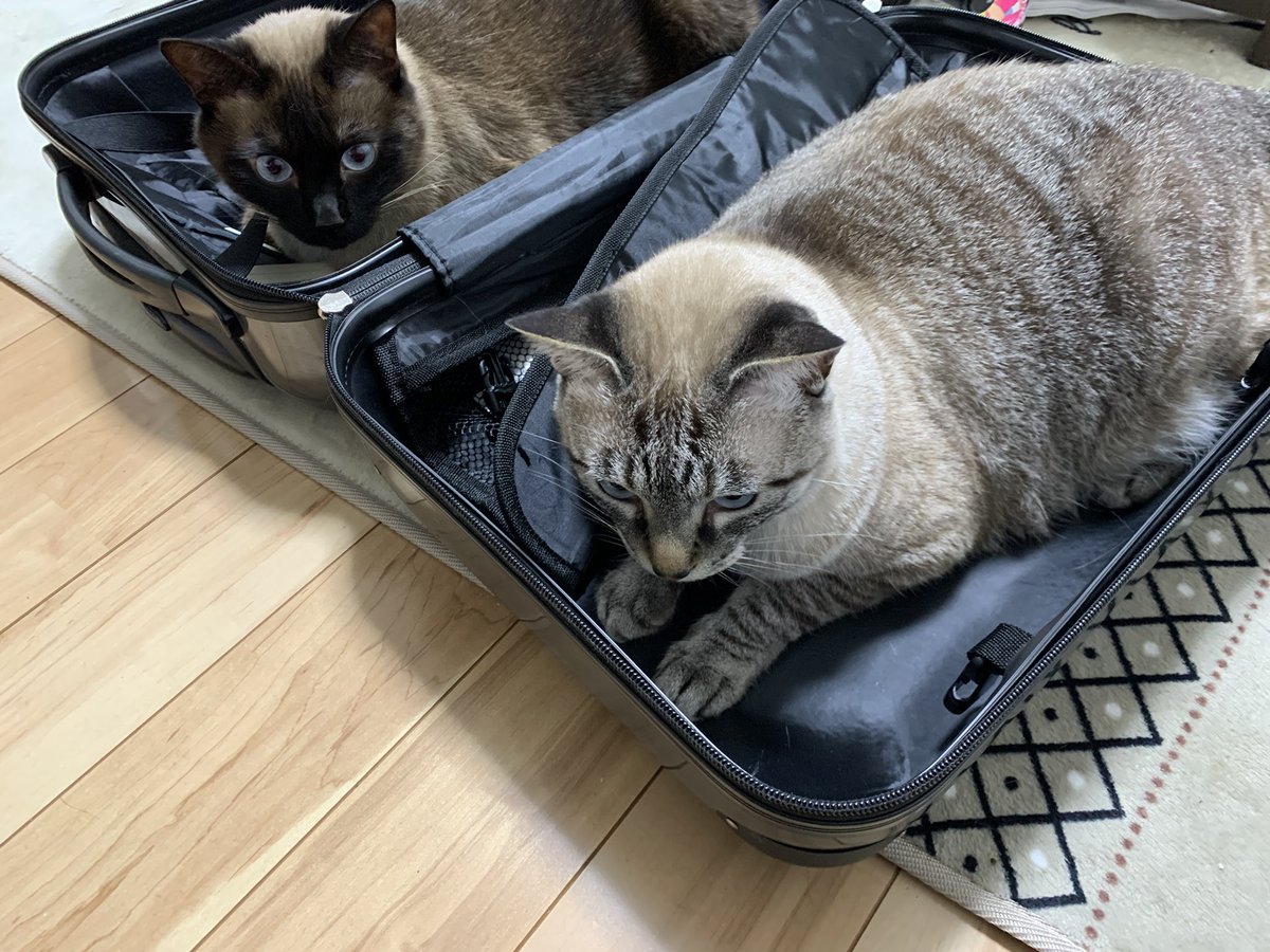 itscuesun's tweet photo. 猫の口臭は我慢出来るが人間、お前は無理だ！来世は猫になれるといいな！
#猫
#ねこ
#ネコ https://t.co/vp1Raq6qtc