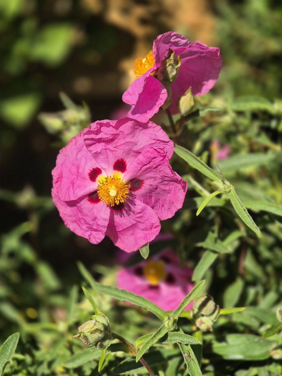 missfortytwo's tweet image. I have a house 🏠 🥳 ! 

With patio doors !

A house with a beautiful established garden ! 

And a tree ! 

And a rockery ! 

And lots of birds and wildlife ! 

I feel like I'm dreaming ...

#Newhouse #newhome
#newstart #garden xx