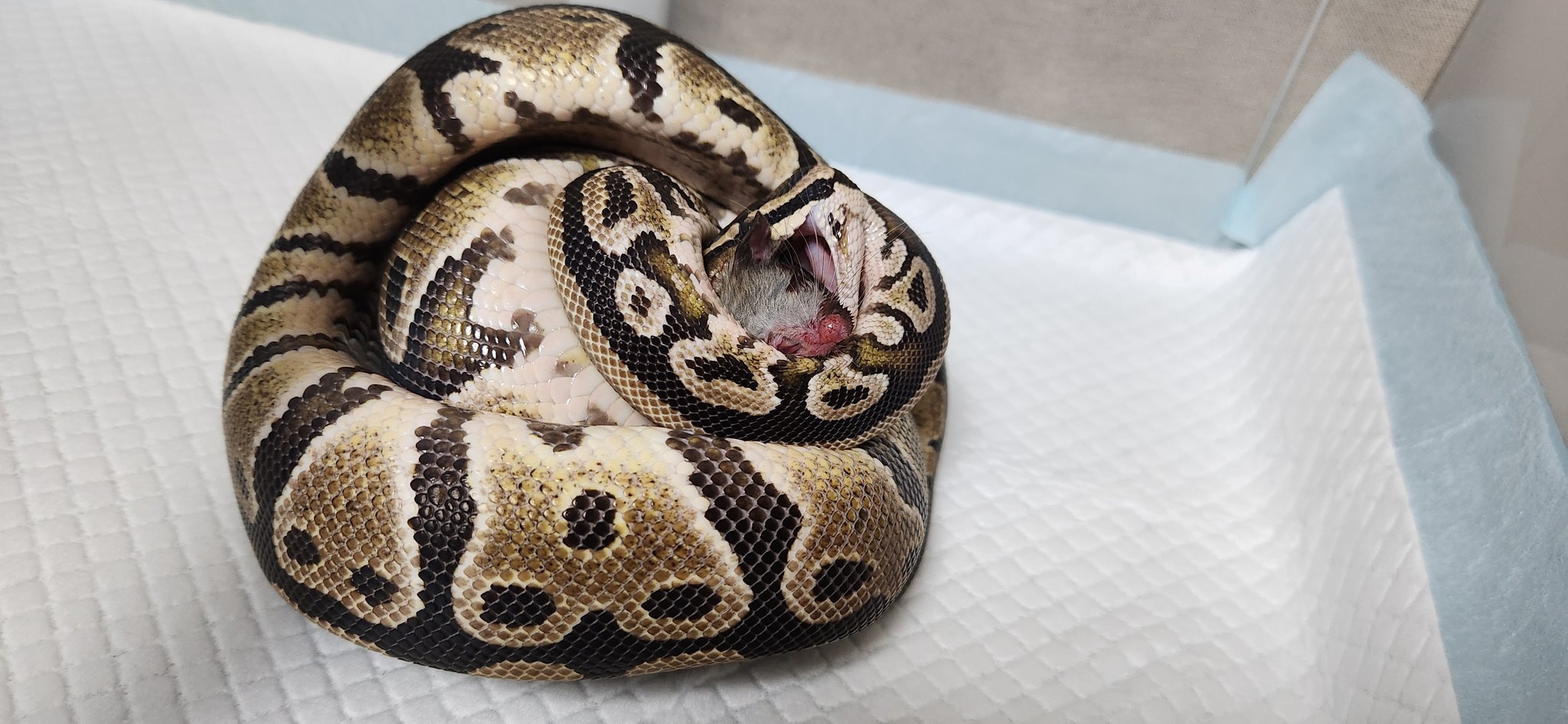 vbp / vision of ball python (@vbp_ballpython) / X