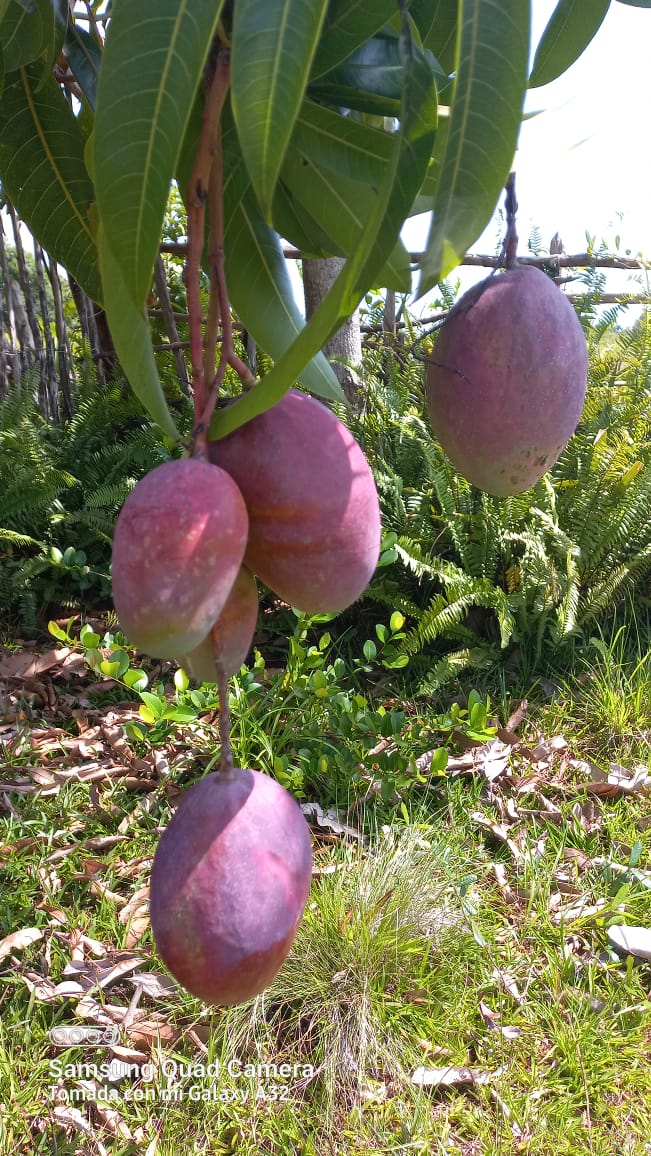 Como parte del trabajo de la AMPP de #MoaPrimeraPorElTrabajo, la Comisión de trabajo permanente para atender los asuntos Agroalimentarios y el desarrollo local, realiza control a la CCS 19 de Abril de la comunidad de Cañete. Intercambia con sus productores.
<a href="/AsambleaMoa/">Asamblea Municipal Poder Popular MOA</a>