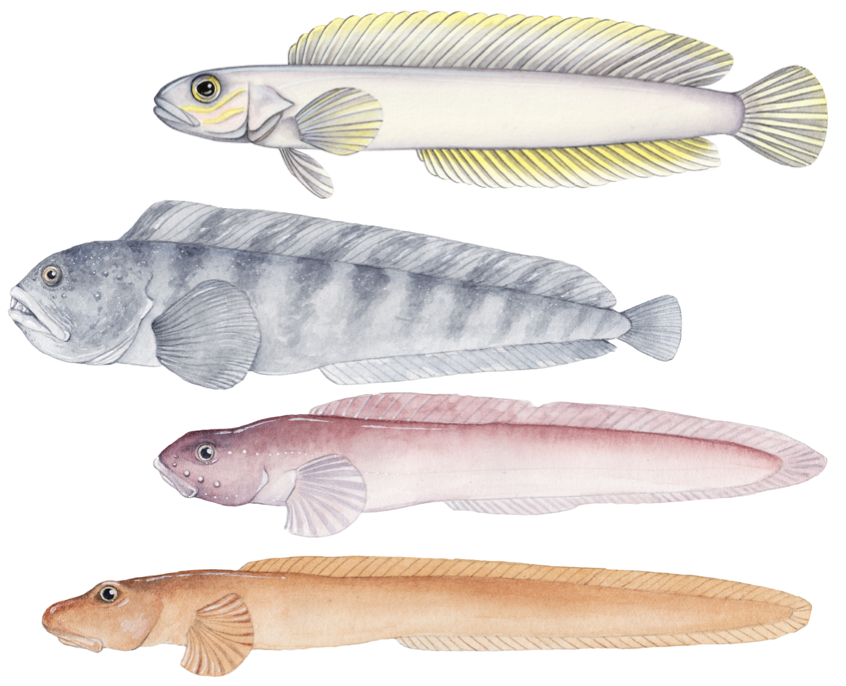 Chase Brownstein (@chasebrownstein) on Twitter photo 1/11 🚨🚨 New in <a href="/royalsociety/">The Royal Society</a> proceedings B! We examine how diversity accumulates in extreme habitats by studying the evolution of the zoarcoids - the wolffishes, eelpouts, and relatives! #science #biology #evolution 1/11 🚨🚨 New in <a href="/royalsociety/">The Royal Society</a> proceedings B! We examine how diversity accumulates in extreme habitats by studying the evolution of the zoarcoids - the wolffishes, eelpouts, and relatives! #science #biology #evolution