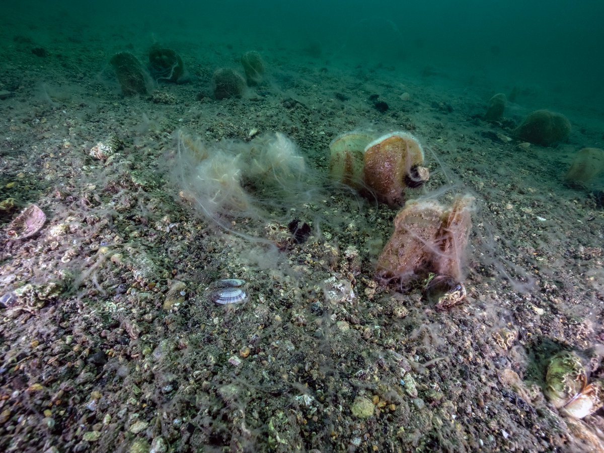 Marmara Denizi’ni Müsilajdan Kurtarmak Siyaset Üstü Bir Konudur!

mustafasari.org/basin-bildiril…

Marmara Denizi’ni müsilajdan kurtaracak sihirli bir formül yoktur. Çare elimizdeki kontrol edilebilir tek tetikleyici olan kirlilik yükünü azaltmaktır. Marmara Denizi çevresinde evsel