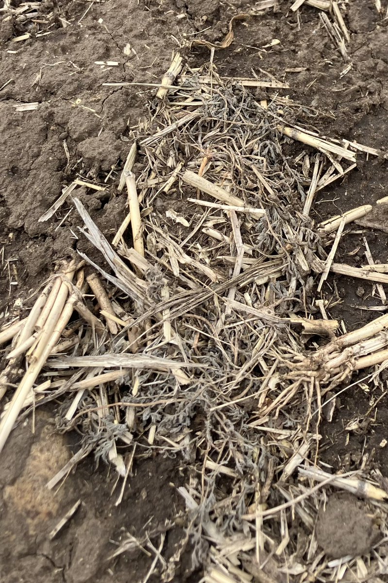 #Voraxor + Glyphosate providing excellent control 5 DAA in this Southern Alberta pea field. <a href="/BASFAgSolutions/">BASF Agricultural Solutions Canada</a>