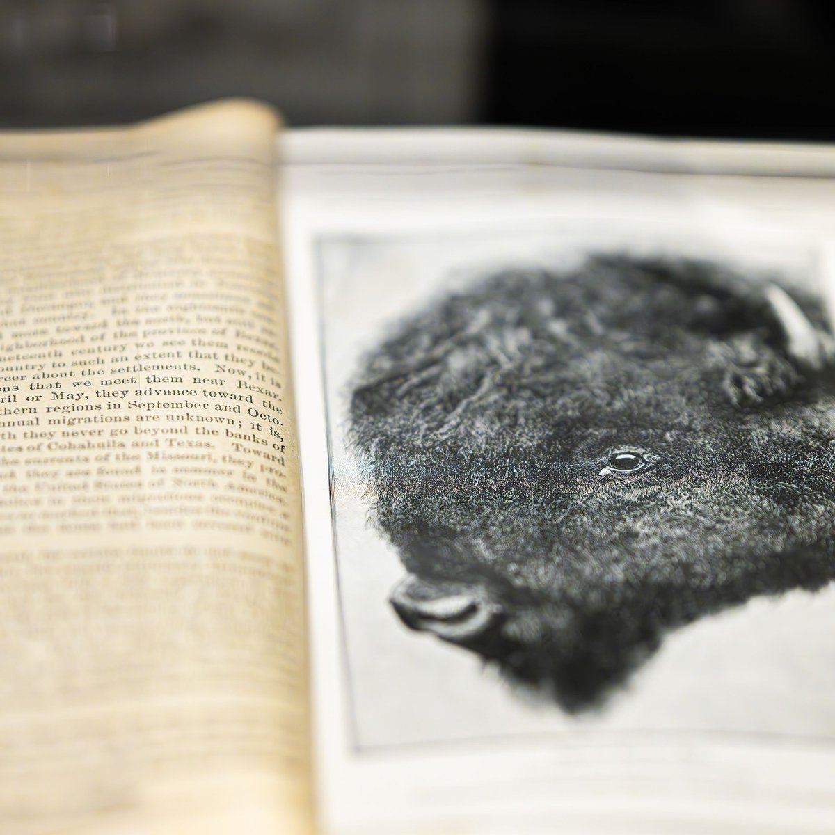 🦬 The Bison Exhibit is about to migrate!

Explore the powerful story of this iconic animal — from near extinction to conservation success.

Final day is May 19 at Gasoline Alley Museum!
Get Tickets: l8r.it/YuxB
