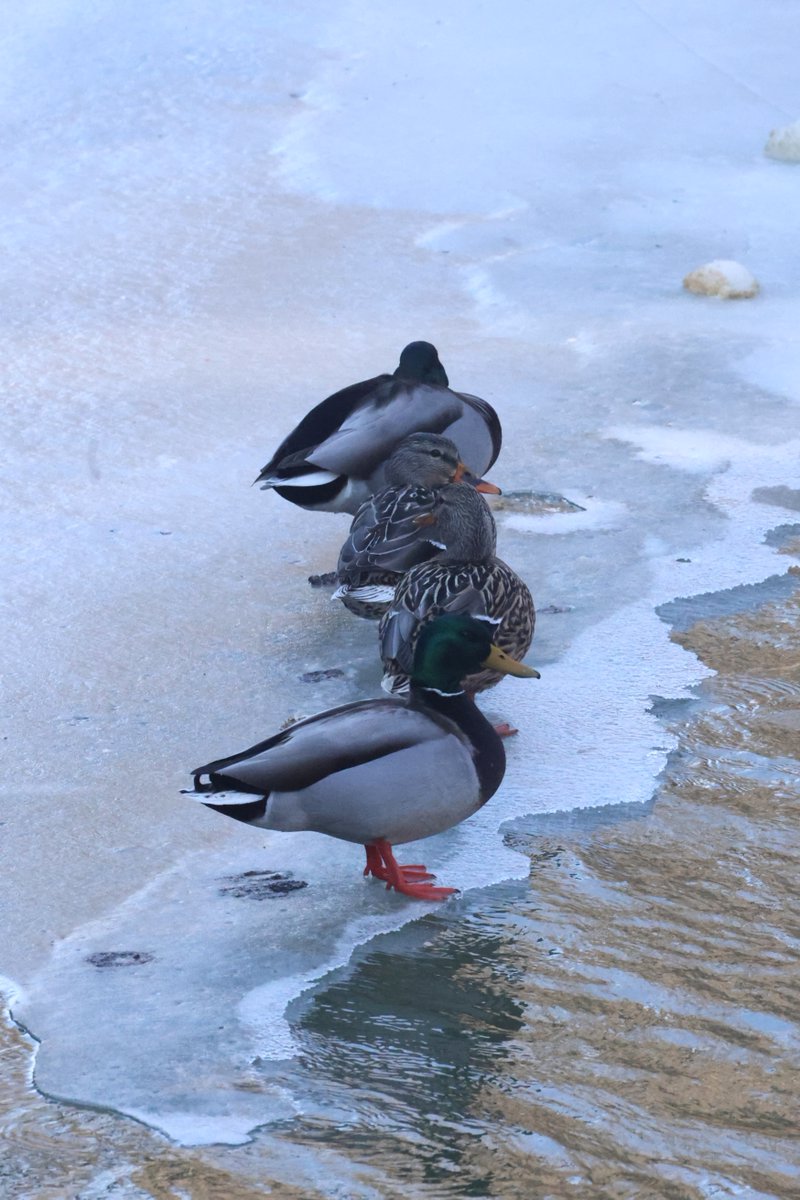 Are your ducks are in a row for your next memorable day out in #RougeNUP? 🦆🦆🦆🦆

With more than 50 km of trails to explore, our pre-arrival checklist will help you pick your destination, create a packing list and decide how to get here: parks.canada.ca/pn-np/on/rouge…

📷Michael Gallo