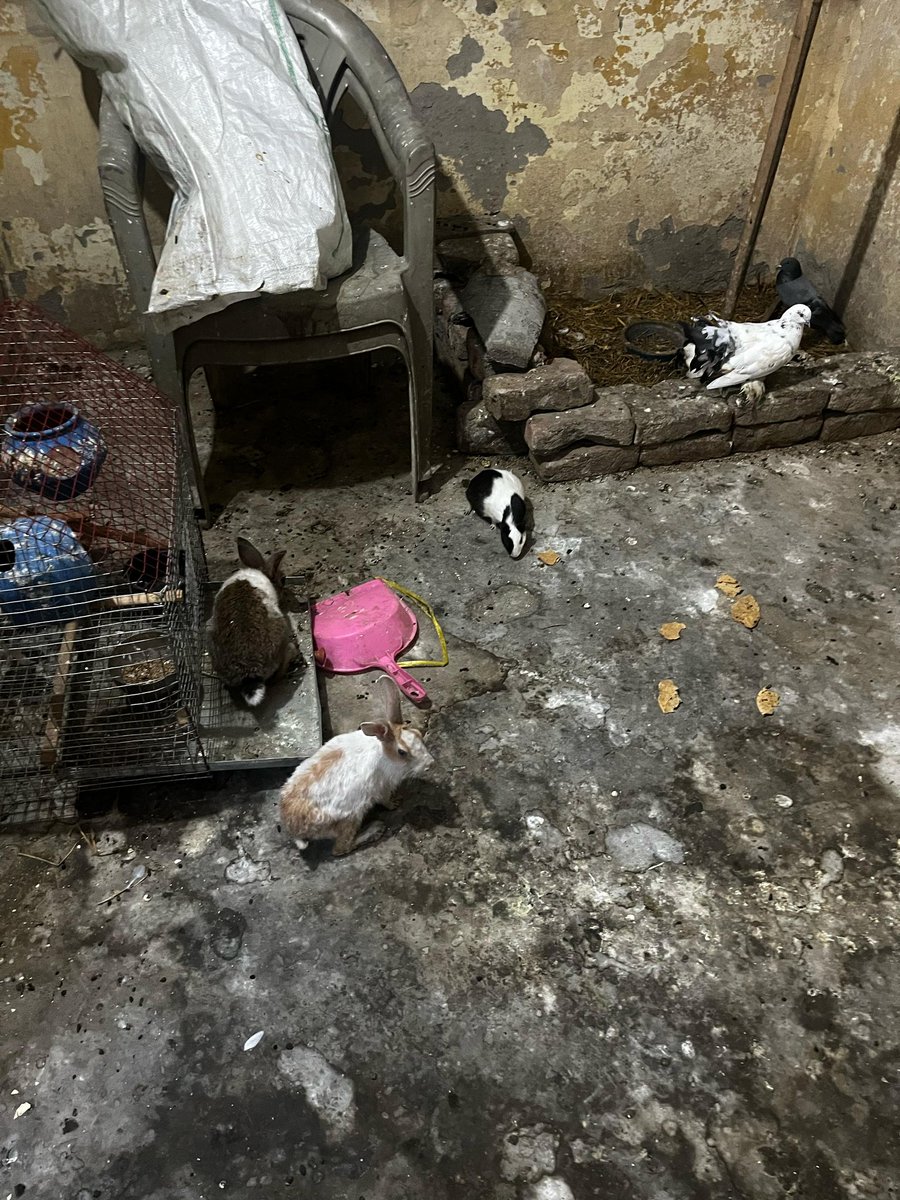 Animal Law Cell, Faculty of Law, Delhi University tweet media