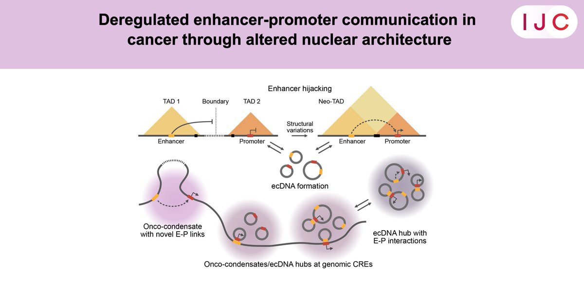 International Journal of Cancer (@intjcanc) on Twitter photo New review by <a href="/IsabelleSeufert/">Isabelle Seufert</a> et al. shows how changes in genome structure & protein assembly drives cancer by disrupting enhancer-promoter communication and targeting it in #CancerTherapy. Also presented at the IJC Symposium by <a href="/KarstenRippe/">Karsten Rippe</a>
🔓➡️ doi.org/10.1002/ijc.35…
<a href="/uicc/">Union for International #CancerControl</a> New review by <a href="/IsabelleSeufert/">Isabelle Seufert</a> et al. shows how changes in genome structure & protein assembly drives cancer by disrupting enhancer-promoter communication and targeting it in #CancerTherapy. Also presented at the IJC Symposium by <a href="/KarstenRippe/">Karsten Rippe</a>
🔓➡️ doi.org/10.1002/ijc.35…
<a href="/uicc/">Union for International #CancerControl</a>
