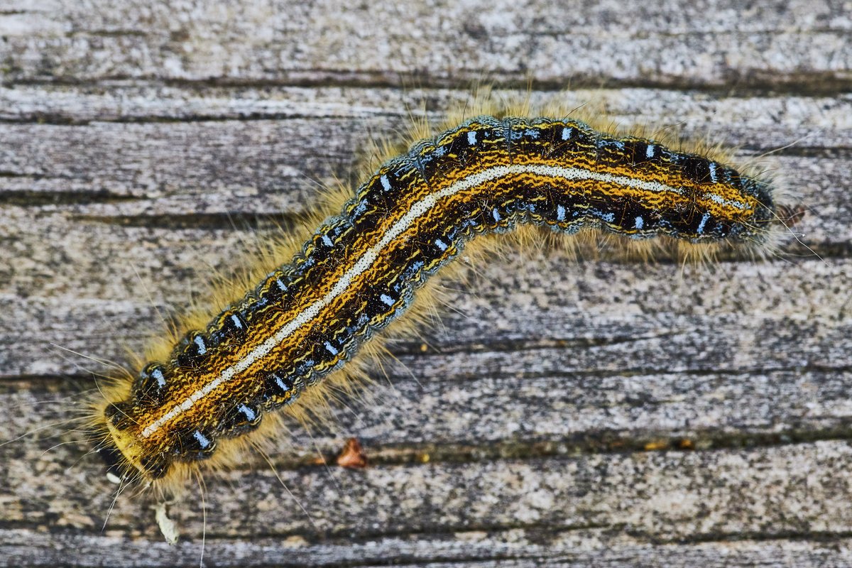 Have you seen webs like this one in your trees? Most are made by the native eastern tent caterpillar (Malacosoma americanum). 🐛🕸️ Tent caterpillar nests and feeding can be unsightly but they rarely kill their hosts. Read more: ow.ly/LaZs50VSwKL
