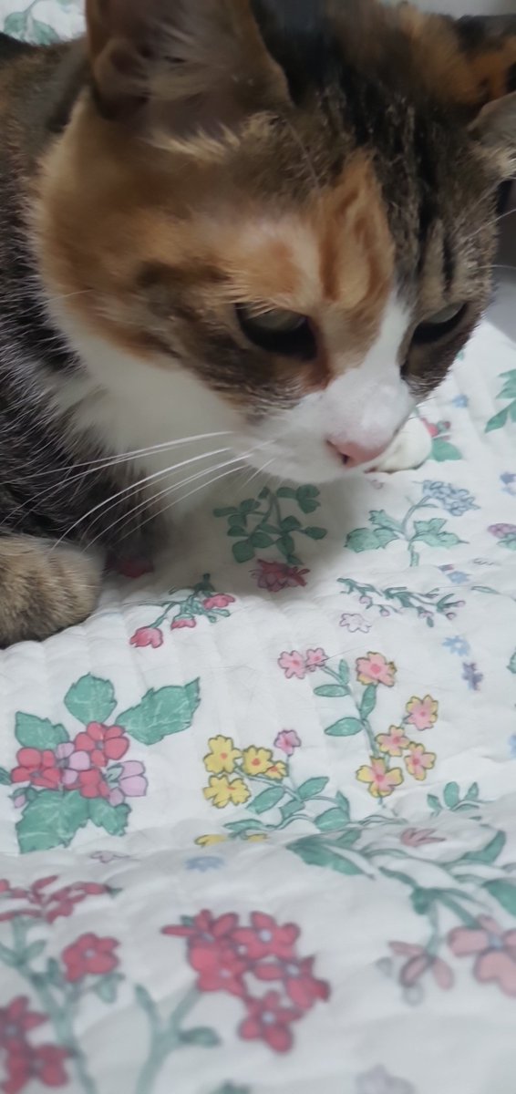 내 고양이 코코미미💕 tweet media