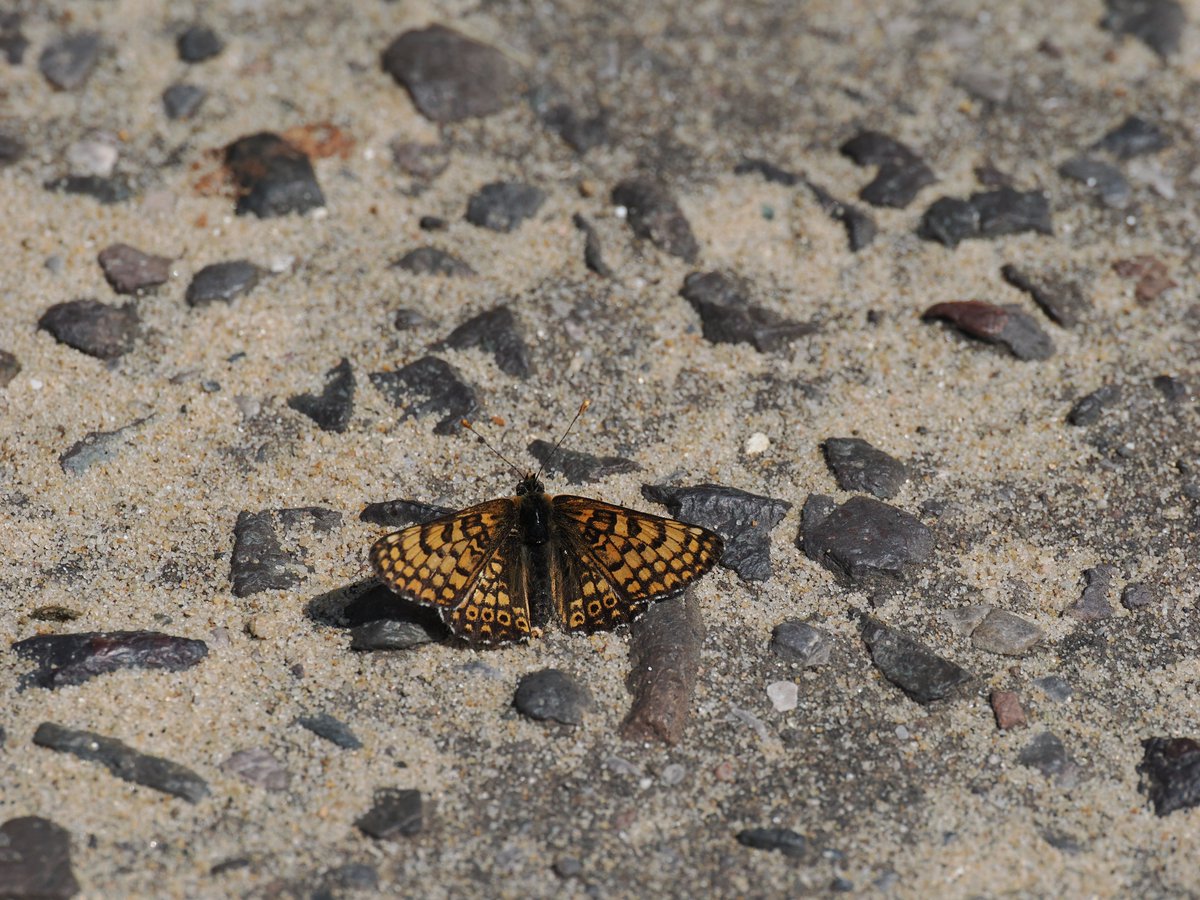 Mike Gibbons (@cloudedyellows) on Twitter photo Massive surprise when I found a Glanville Fritillary on the mainland at Southbourne Undercliff Dorset today.Probably one flying from the IOW in the hot settled conditions. My first mainland coastal record since Hordle Cliff and Hurst Spit. <a href="/savebutterflies/">Butterfly Conservation 🦋</a> <a href="/BC_Dorset/">BC Dorset 🦋</a> <a href="/HantsIoWBC/">HantsIoW BC</a> Massive surprise when I found a Glanville Fritillary on the mainland at Southbourne Undercliff Dorset today.Probably one flying from the IOW in the hot settled conditions. My first mainland coastal record since Hordle Cliff and Hurst Spit. <a href="/savebutterflies/">Butterfly Conservation 🦋</a> <a href="/BC_Dorset/">BC Dorset 🦋</a> <a href="/HantsIoWBC/">HantsIoW BC</a>