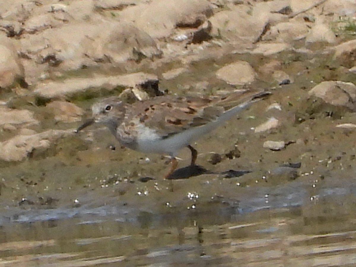 alanbodd's tweet image. Temminck’s Stint still showing @RSPBMiddleton , Staffs this afternoon between the screens on Jubilee Wetlands. @Staffsbirdnews