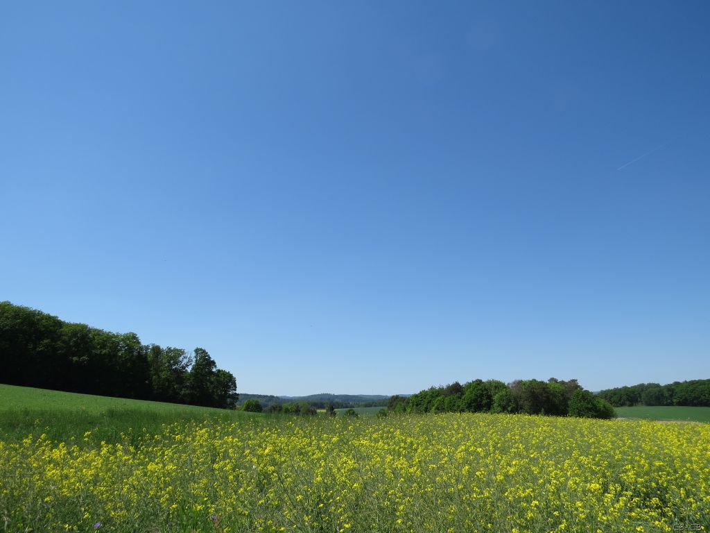 beingmyself_25's tweet photo. Der Raps blüht und duftet herrlich 🌿​🏵️​🌿​
#Rapsfeld #Raps #Natur #LDK #Mai2025 https://t.co/hIULzrUAxa