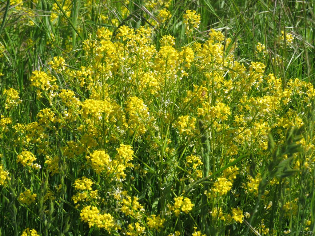 beingmyself_25's tweet photo. Der Raps blüht und duftet herrlich 🌿​🏵️​🌿​
#Rapsfeld #Raps #Natur #LDK #Mai2025 https://t.co/hIULzrUAxa