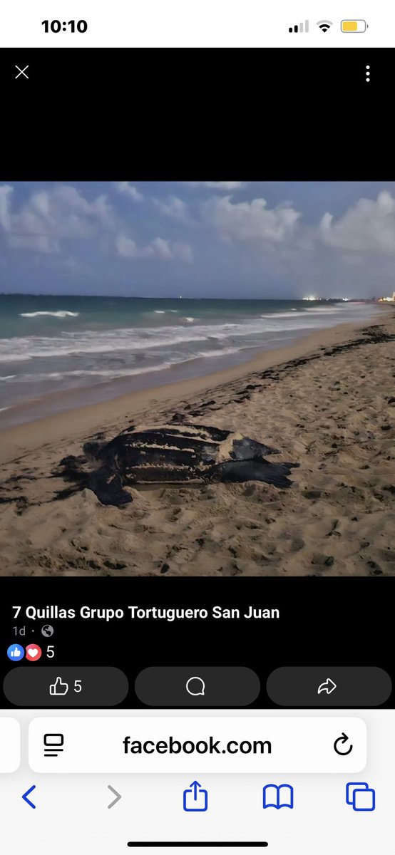 1lolamarina's tweet photo. This is happening in urban San Juan, not in a remote part of Puerto Rico! Ocean Park. My old hood! #leatherback https://t.co/H35UZpR3kz