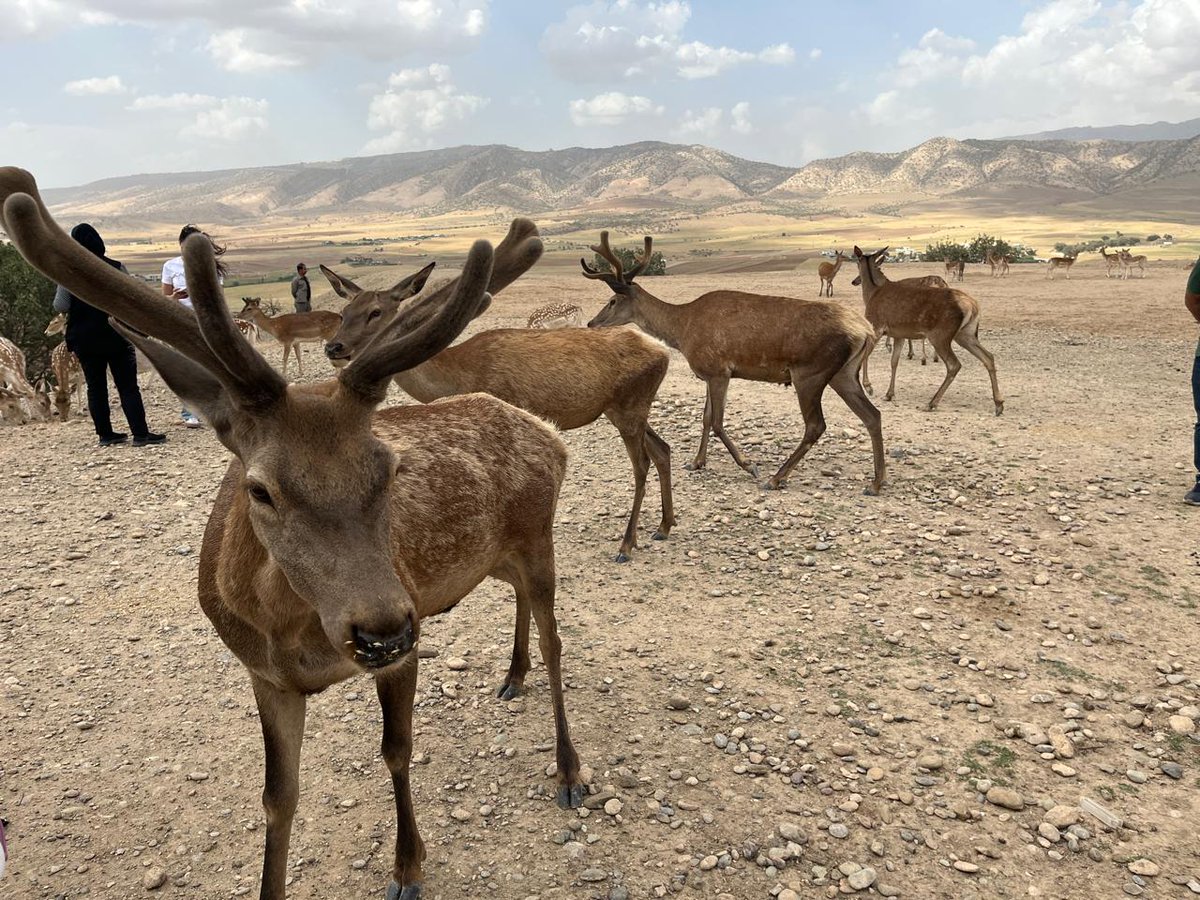 Czech Consulate General Erbil (@czecherbil) on Twitter photo #CzechWaterDay2025. #TourDay. @CzechErbil, with <a href="/MZeCr/">Zemědělství ČR</a> and 🇨🇿 companies, visited projects related to 🇨🇿 #EconomicDiplomacy - #Irrigation, #RecyclingWater, and #Dams. The event concluded with a farewell gathering among the deer. Thanks! 🇨🇿💙
#Czechia🤝#KRI #PROPED #WaterIndustry #CzechWaterDay2025. #TourDay. @CzechErbil, with <a href="/MZeCr/">Zemědělství ČR</a> and 🇨🇿 companies, visited projects related to 🇨🇿 #EconomicDiplomacy - #Irrigation, #RecyclingWater, and #Dams. The event concluded with a farewell gathering among the deer. Thanks! 🇨🇿💙
#Czechia🤝#KRI #PROPED #WaterIndustry