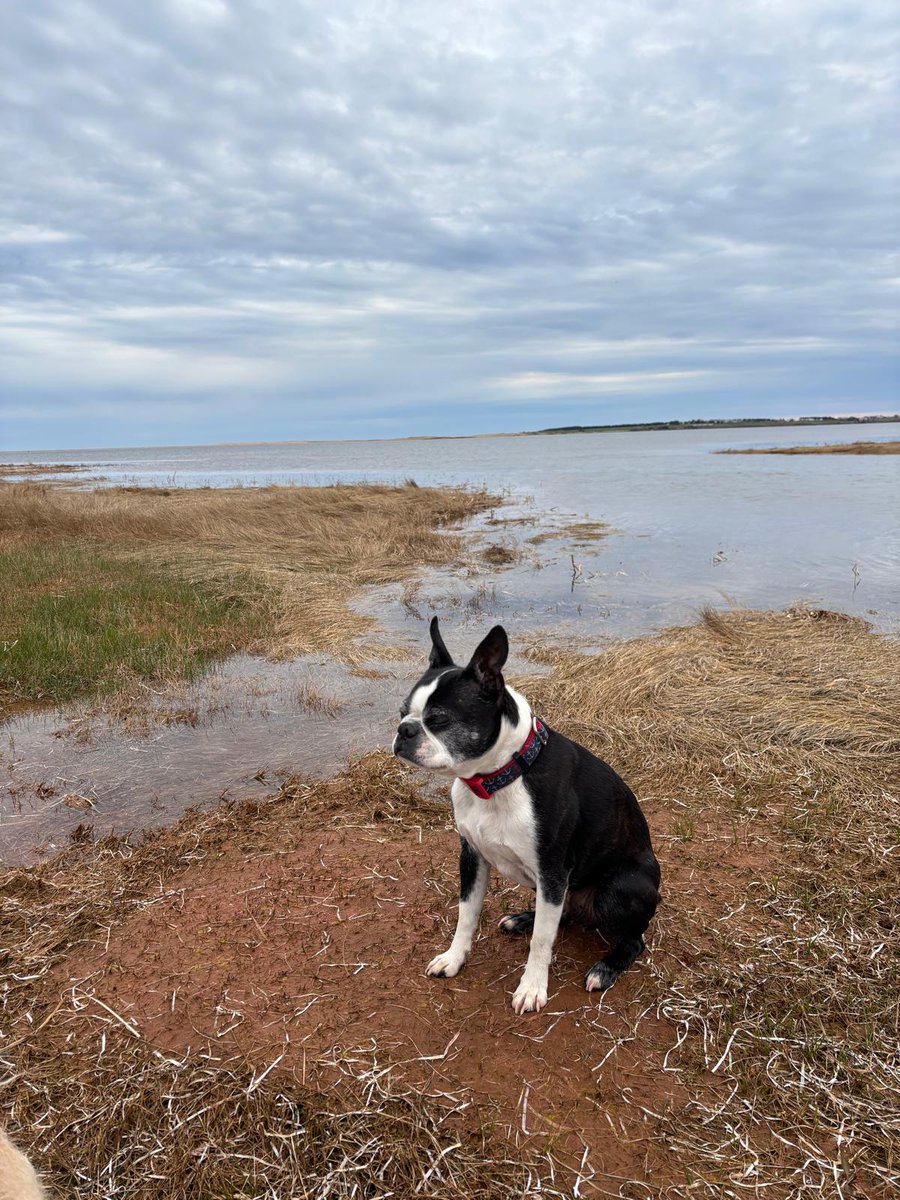 SiriusXM Canada Talks (@canadatalks167) on Twitter photo Happy Hump Day (a real Dog Day Afternoon in #PEI) here on the <a href="/ArleneBynonShow/">Arlene Bynon Show</a> live 10 am ET/7 am PT
<a href="/JohnIbbitson/">John Ibbitson</a>
<a href="/SykesCharlie/">Charlie Sykes</a>
<a href="/mikesisak/">Mike Sisak</a>
<a href="/Pam_Palmater/">Pam Palmater</a>
And for the #politicalpunch we have <a href="/gmacofglebe/">Greg MacEachern</a> and <a href="/JCappy123/">John Capobianco</a> to scrutinize the new #Cabinet
player.siriusxm.ca/live/CanadaTal… Happy Hump Day (a real Dog Day Afternoon in #PEI) here on the <a href="/ArleneBynonShow/">Arlene Bynon Show</a> live 10 am ET/7 am PT
<a href="/JohnIbbitson/">John Ibbitson</a>
<a href="/SykesCharlie/">Charlie Sykes</a>
<a href="/mikesisak/">Mike Sisak</a>
<a href="/Pam_Palmater/">Pam Palmater</a>
And for the #politicalpunch we have <a href="/gmacofglebe/">Greg MacEachern</a> and <a href="/JCappy123/">John Capobianco</a> to scrutinize the new #Cabinet
player.siriusxm.ca/live/CanadaTal…