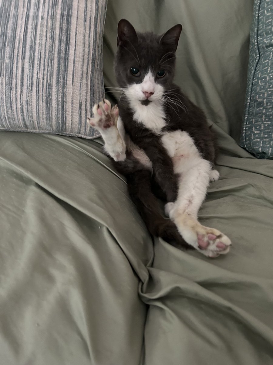 It’s #whiskerswednesday &amp; #bigfoot day - have a pawsome day pals! ❤️Teddy (and Maggie) #tuxedo,
#catsarefamily, #CatsOfX, #bekindalways, 😻😽🐈‍⬛🐕🐾🐶😺🇺🇸