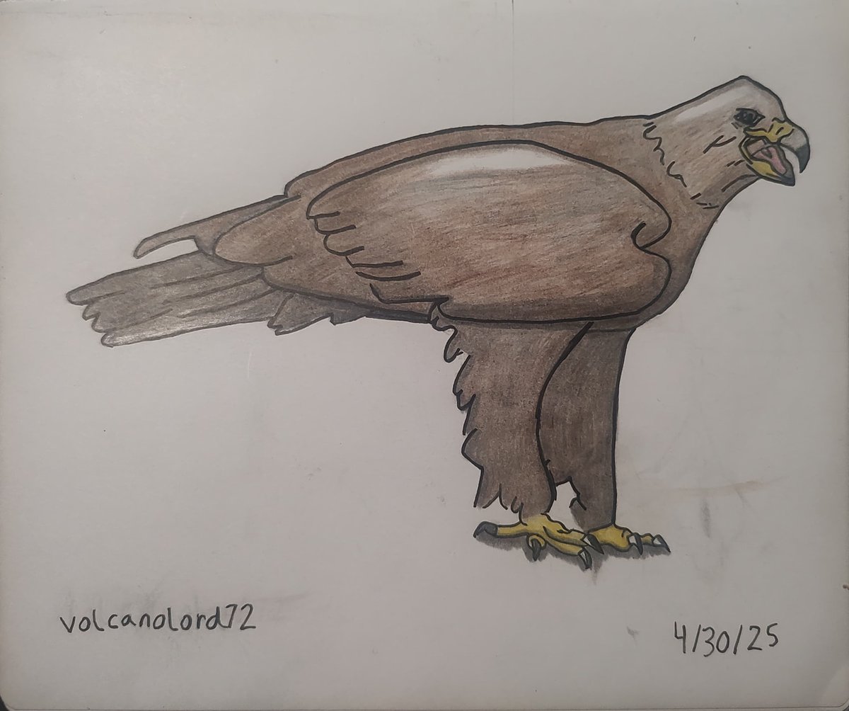 Firelord128590 (@taylork8585) on Twitter photo Another new drawing (marked with <a href="/volcanolord72/">Volcanolord (commission requests closed)</a>, completed April 2025) as my main account remains locked. This is a drawing of the Golden Eagle π¦
. Please support my art and RT my May 6 post (28 RTs) to increase awareness bring it up to 35+ RTs. #ArtCommunityπ¨ Another new drawing (marked with <a href="/volcanolord72/">Volcanolord (commission requests closed)</a>, completed April 2025) as my main account remains locked. This is a drawing of the Golden Eagle π¦
. Please support my art and RT my May 6 post (28 RTs) to increase awareness bring it up to 35+ RTs. #ArtCommunityπ¨