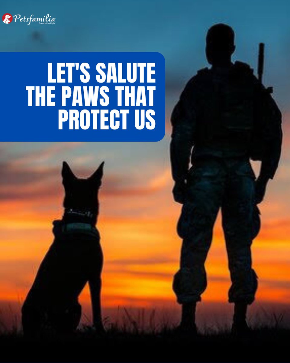 petsfamilia's tweet image. #ArmyDogs Are the Unsung Heroes of the Battlefield! 
#IndianArmy