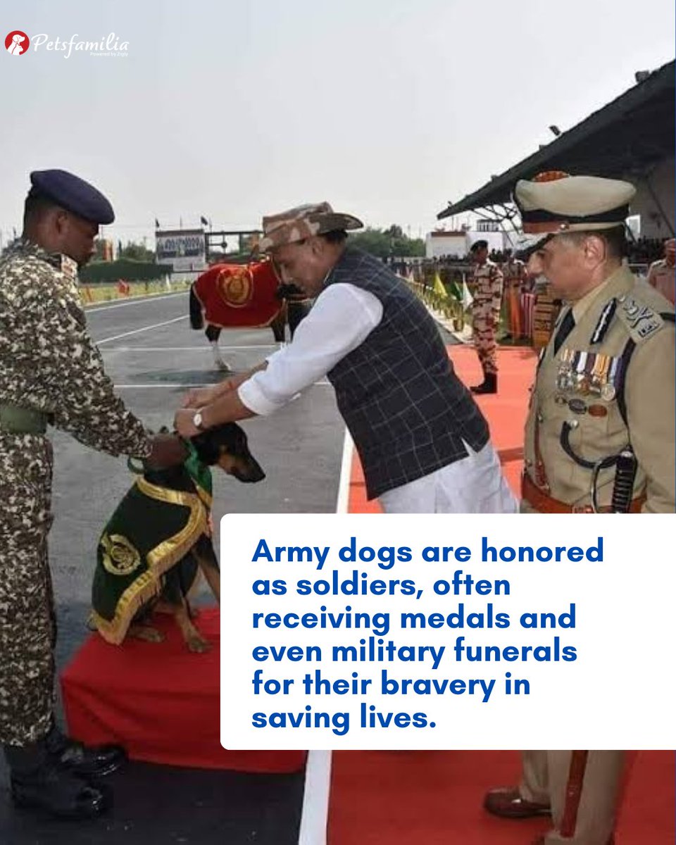 petsfamilia's tweet image. #ArmyDogs Are the Unsung Heroes of the Battlefield! 
#IndianArmy