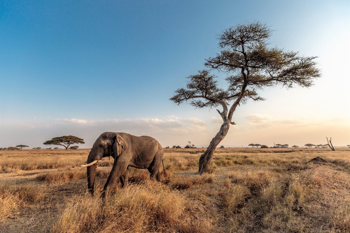 From the rise of solo female adventures to family-led conservation trips, discover how African safaris are evolving in 2025 with Acacia Africa 

travelprnews.com/safari-trends-…

#Africa #traveltrends #safari #adventuretravel #journalistrequest