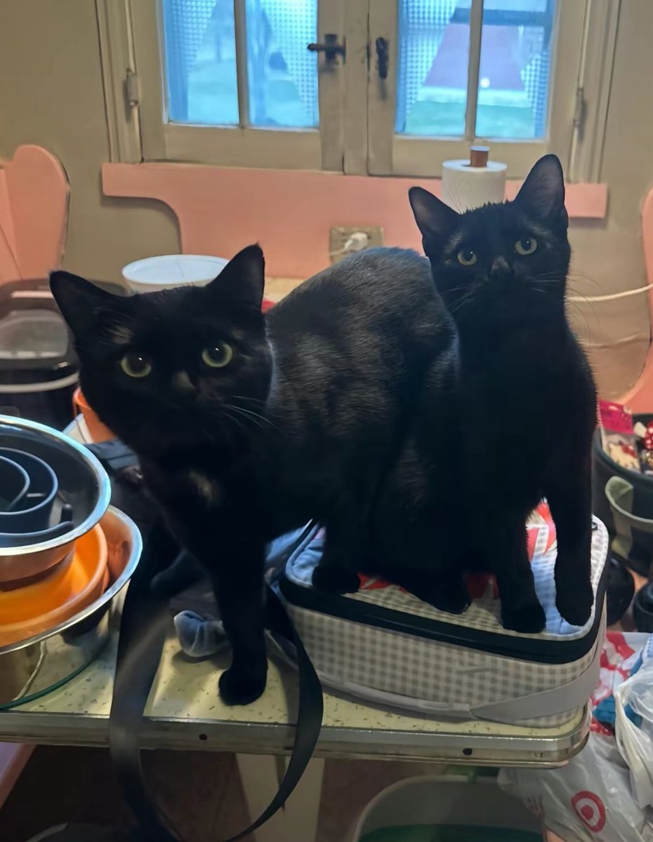 Black cats are not bad luck (@visualscat) on Twitter photo 