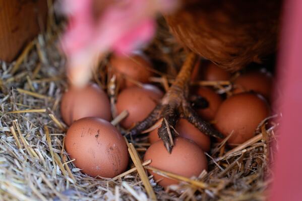 MIT Alumni (@mit_alumni) on Twitter photo Eggs are less likely to crack when dropped on their side, according to <a href="/MIT/">Massachusetts Institute of Technology (MIT)</a> researchers bit.ly/43uuDEI Eggs are less likely to crack when dropped on their side, according to <a href="/MIT/">Massachusetts Institute of Technology (MIT)</a> researchers bit.ly/43uuDEI
