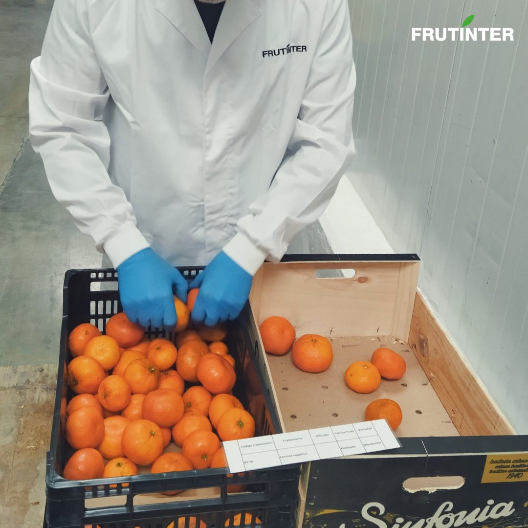 Frutínter (@frutinter) on Twitter photo ➡️ En el marco del proyecto POSTHARVESTLIFE, seguimos avanzando con paso firme en las distintas fases de trabajo.
¡Más información en nuestra página web!
#frutinter #playsglobal #proyecto #postcosecha #citricos #podredumbre #FEDER #RetoAVI ➡️ En el marco del proyecto POSTHARVESTLIFE, seguimos avanzando con paso firme en las distintas fases de trabajo.
¡Más información en nuestra página web!
#frutinter #playsglobal #proyecto #postcosecha #citricos #podredumbre #FEDER #RetoAVI