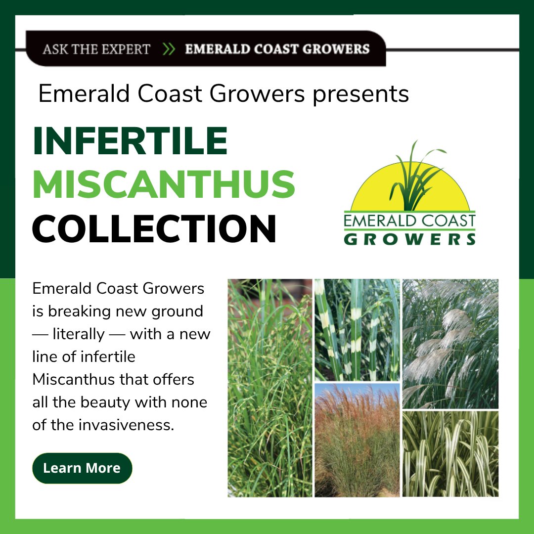 GPN Magazine (@gpnmag) on Twitter photo (Sponsored) Explore this innovative collection of grasses from <a href="/ECGrowers/">Emerald Coast Growers</a> that combines striking looks, strong performance and a safer environmental profile. You’ll want to keep your eye on this lineup!
Learn more: gpnmag.com/article/emeral… (Sponsored) Explore this innovative collection of grasses from <a href="/ECGrowers/">Emerald Coast Growers</a> that combines striking looks, strong performance and a safer environmental profile. You’ll want to keep your eye on this lineup!
Learn more: gpnmag.com/article/emeral…
