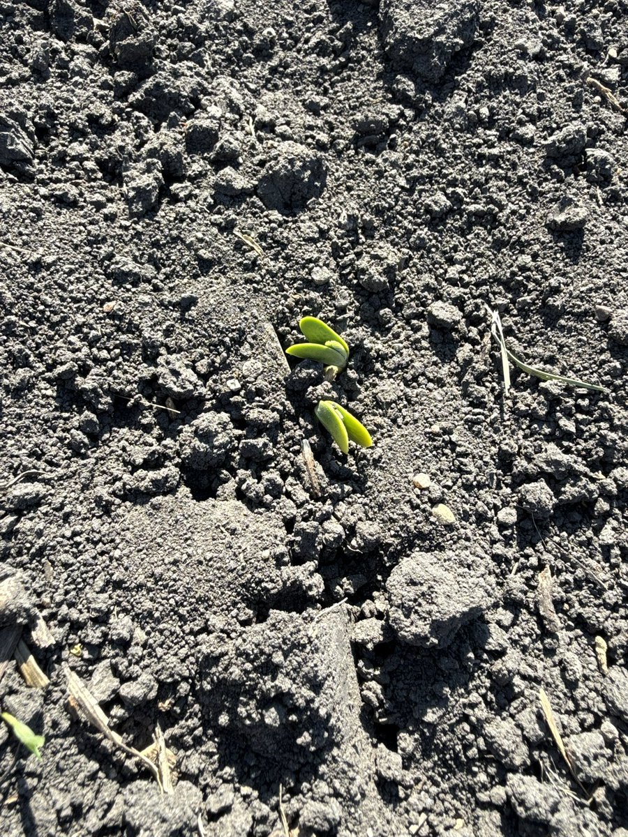 When I say it has been HOT in Minnesota these little guys were seeded 6 days ago. #plant25 #Agriculture