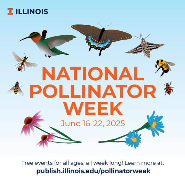 🌼🐝 Pollinator Week at Champaign-Urbana is almost here! 🦋🌸

Join us next month on June 16-22 for a week of free, family-friendly events celebrating the importance of pollinators to ecosystem health and agriculture!  

Check out the schedule of events: publish.illinois.edu/pollinatorweek/
