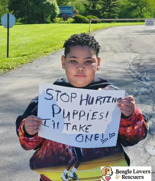 Beagle Lovers And Rescuers Inc. tweet media