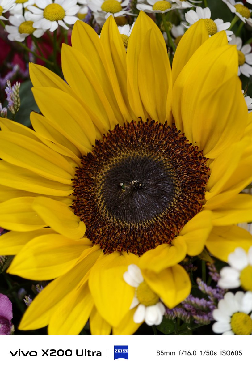 2oftenxo's tweet photo. It's macro time! 

#vivoX200Ultra https://t.co/TWO8wvTF8B