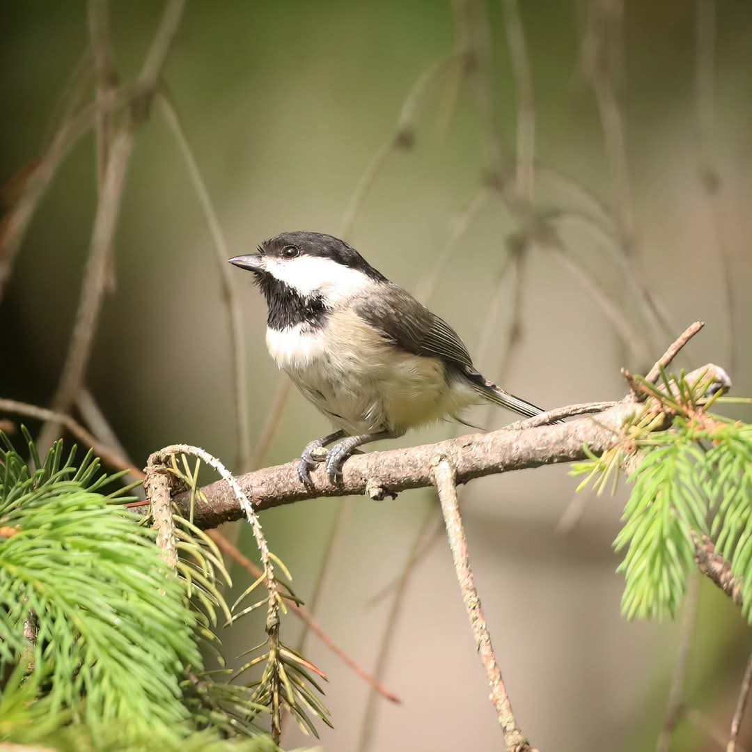 birdhouse_love's tweet photo. This chickadee seemed particularly eager to tear open its sunflower seed breakfast this morning...
#eagerbeaver #chickadees #chickadee #chickadeeantics #ohiobirdworld #birdlife #ohiobirdlovers #birdlovers #birdwatching #birdwatchers #birdwatchersdaily #birdwatcher https://t.co/5kxx6sZIwA