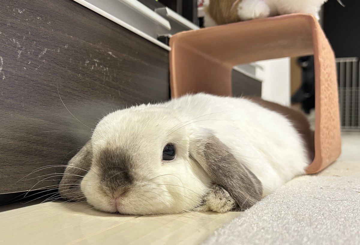 本日のとけほぷちゃん