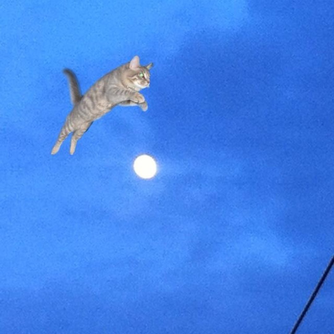 Leaping to the moon 🚀🌕