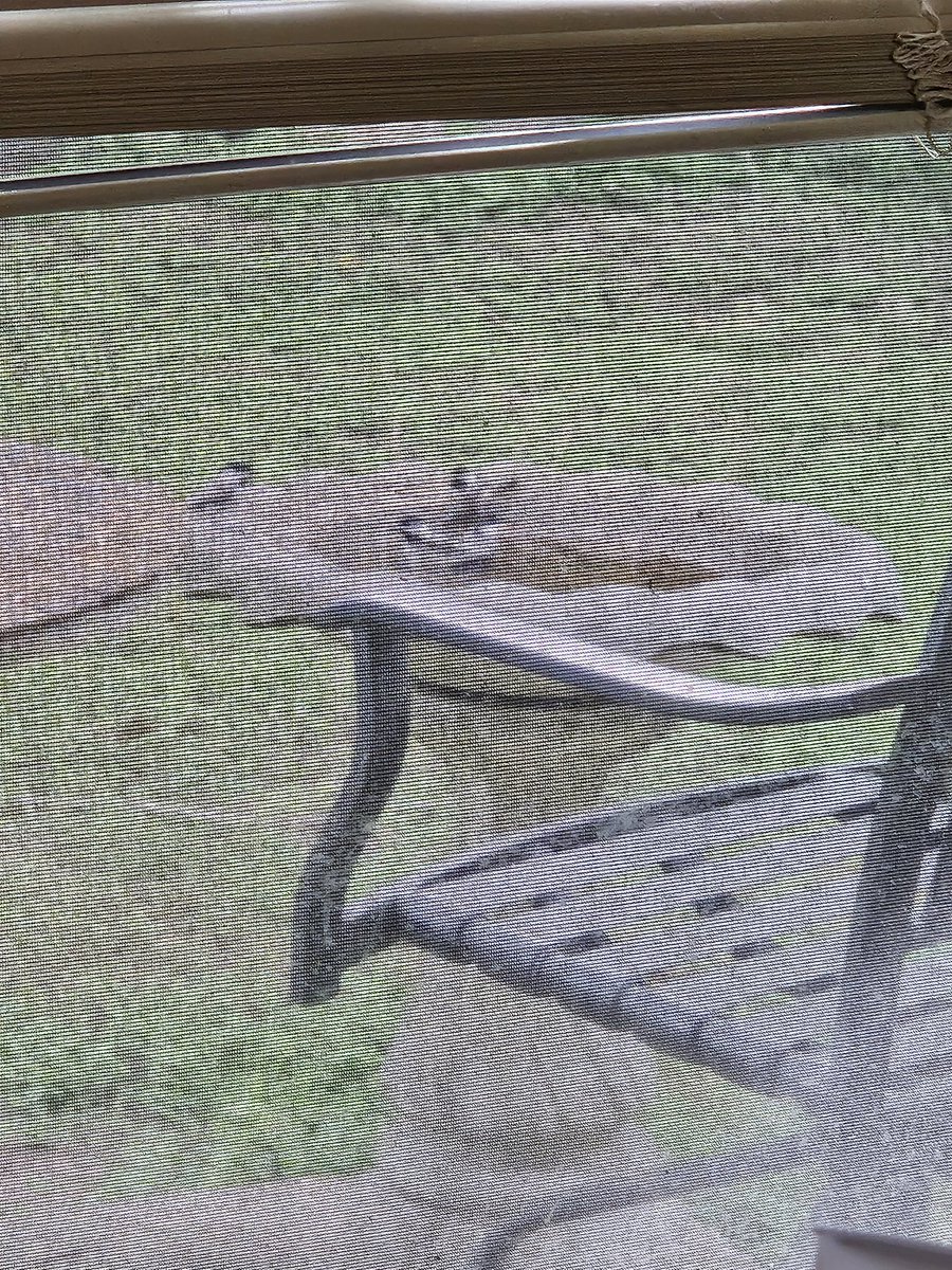 scbowman63's tweet photo. A family of black cap chickadee enjoying my birdbath this very pleasant morning. Saw/heard 7 other bird species that I can't list because of post length restrictions..ugh. #backyard #backyardbirding #birding #morningcalm https://t.co/tDlCsrD5pt
