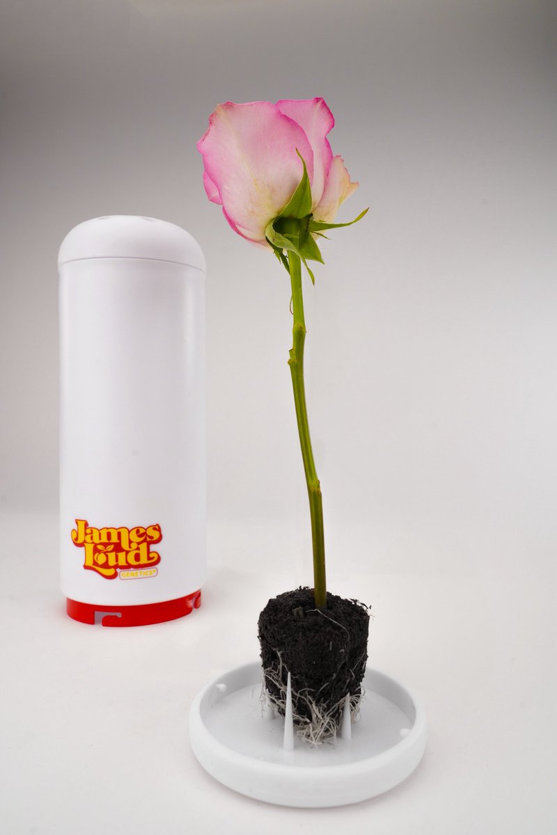 Roses are pink, our clones are green,
Grown with love and always clean.