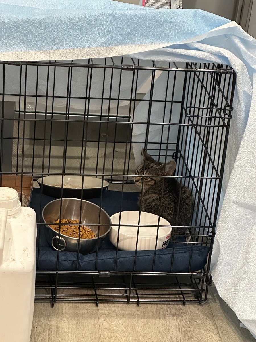 petproject4pets's tweet image. The Pet Project is here to help! This scared baby is now safe and sleeping well. Join us Saturday, May 17 at Hidden Treasures Sidewalk Sale—everything 50% off! Your support helps us care for these precious animals. 🐾❤️ #PetProject #AdoptDontShop