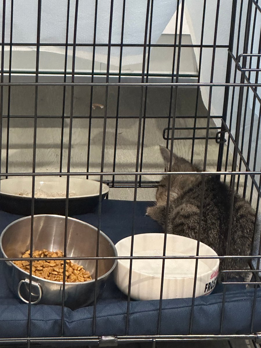 petproject4pets's tweet image. The Pet Project is here to help! This scared baby is now safe and sleeping well. Join us Saturday, May 17 at Hidden Treasures Sidewalk Sale—everything 50% off! Your support helps us care for these precious animals. 🐾❤️ #PetProject #AdoptDontShop