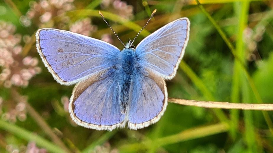 National Museum of Ireland (@nmireland) on Twitter photo Looking forward to hosting biodiversity expert Dr Michelle Larkin <a href="/BioDataCentre/">Biodiversity Ireland</a> on Sat, 17 May at 3pm at the National Museum, Turlough Park.
Learn about an important project to monitor Ireland’s bees, butterflies & other pollinators #BiodiversityWeek
museum.ie/en-IE/Museums/… Looking forward to hosting biodiversity expert Dr Michelle Larkin <a href="/BioDataCentre/">Biodiversity Ireland</a> on Sat, 17 May at 3pm at the National Museum, Turlough Park.
Learn about an important project to monitor Ireland’s bees, butterflies & other pollinators #BiodiversityWeek
museum.ie/en-IE/Museums/…