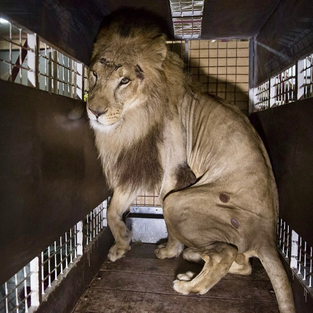 ruben_prz's tweet image. Qué divertidos los zoos y los circos... 

Qué forma de romper a los animales por negocio.