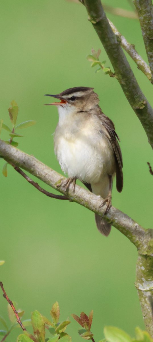 Spotted this beautiful Sedge Warbler a few weeks ago as I was passing a field with a lake near Port Logan, Stranraer. 
Fortunately, it's a quiet back road, so I found a place to park the car safely and get the camera out. Not always the case when you see wildlife ☺️