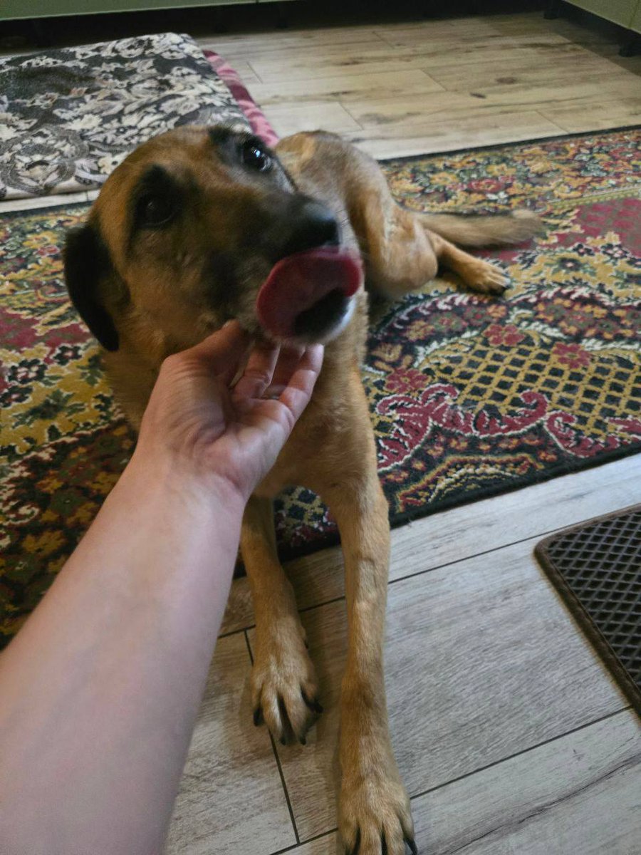 $LAIMA 🐶 is fighting cancer — and winning hearts.
Every token supports her journey.
Join the pack. ❤️‍🩹