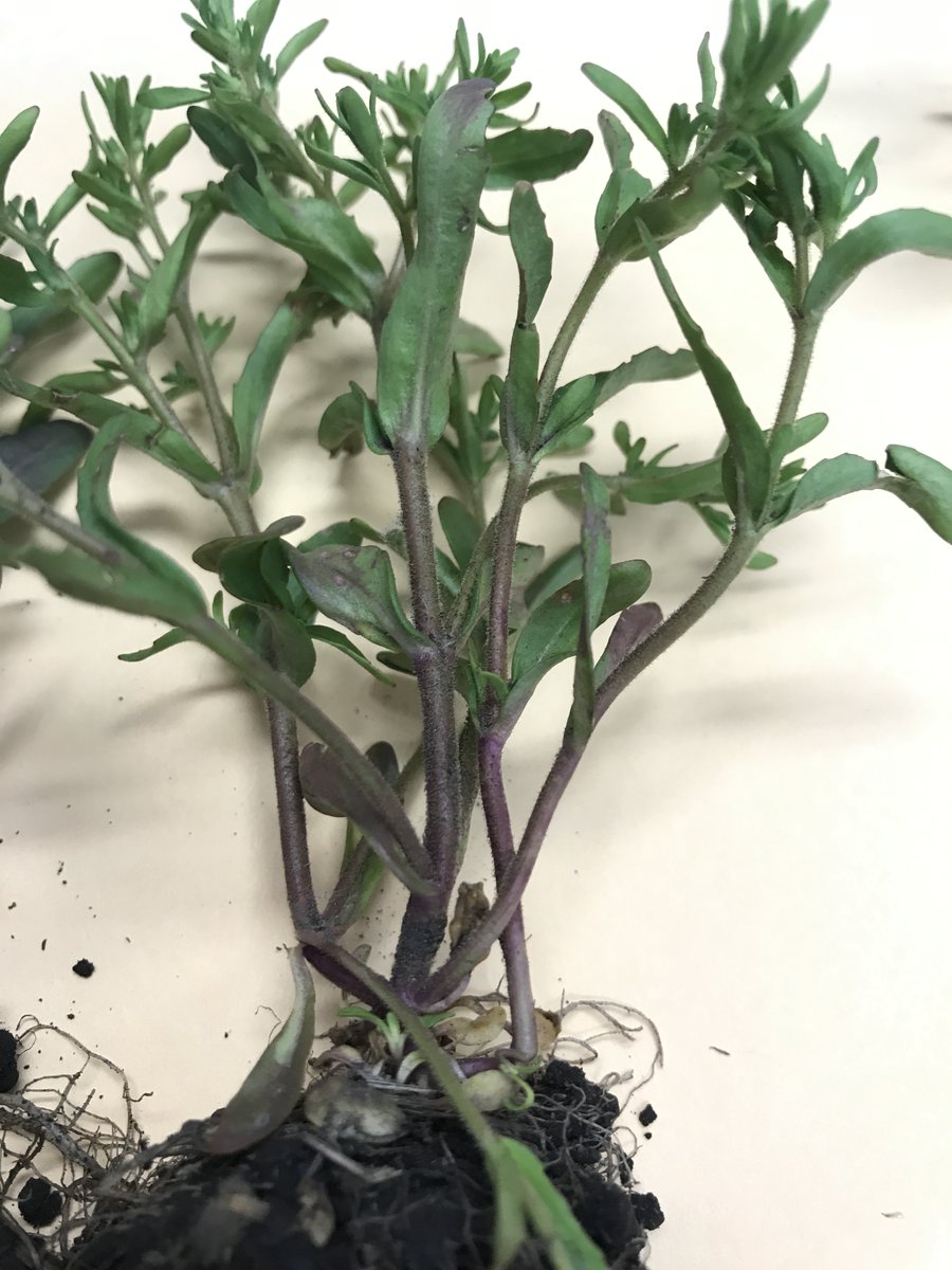 Breanne Tidemann (@breannetidemann) on Twitter photo Well folks, we're back for another season of #WeedIDWednesday! This first weed for the week is one that has been popping up a bit in Central AB (Thanks <a href="/cropdocwatch/">Carol Holt</a> for some of these pics). I think I get pictures of it every year and I start out stumped. Name that weed! Well folks, we're back for another season of #WeedIDWednesday! This first weed for the week is one that has been popping up a bit in Central AB (Thanks <a href="/cropdocwatch/">Carol Holt</a> for some of these pics). I think I get pictures of it every year and I start out stumped. Name that weed!