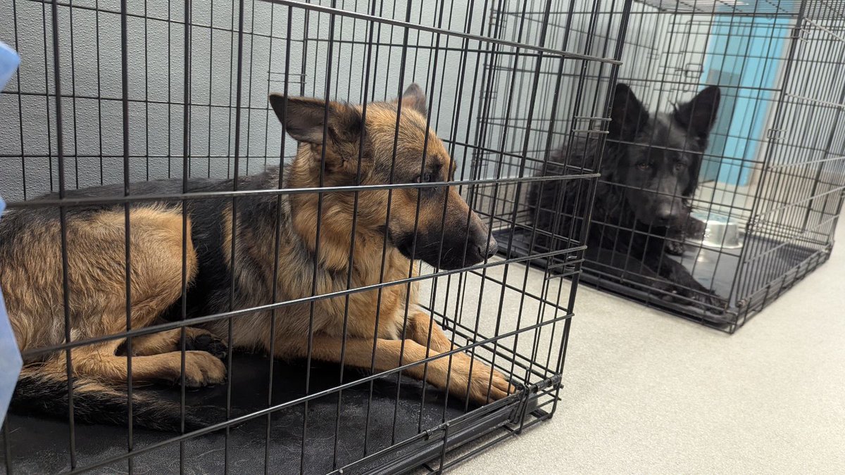 The Animal Foundation tweet media