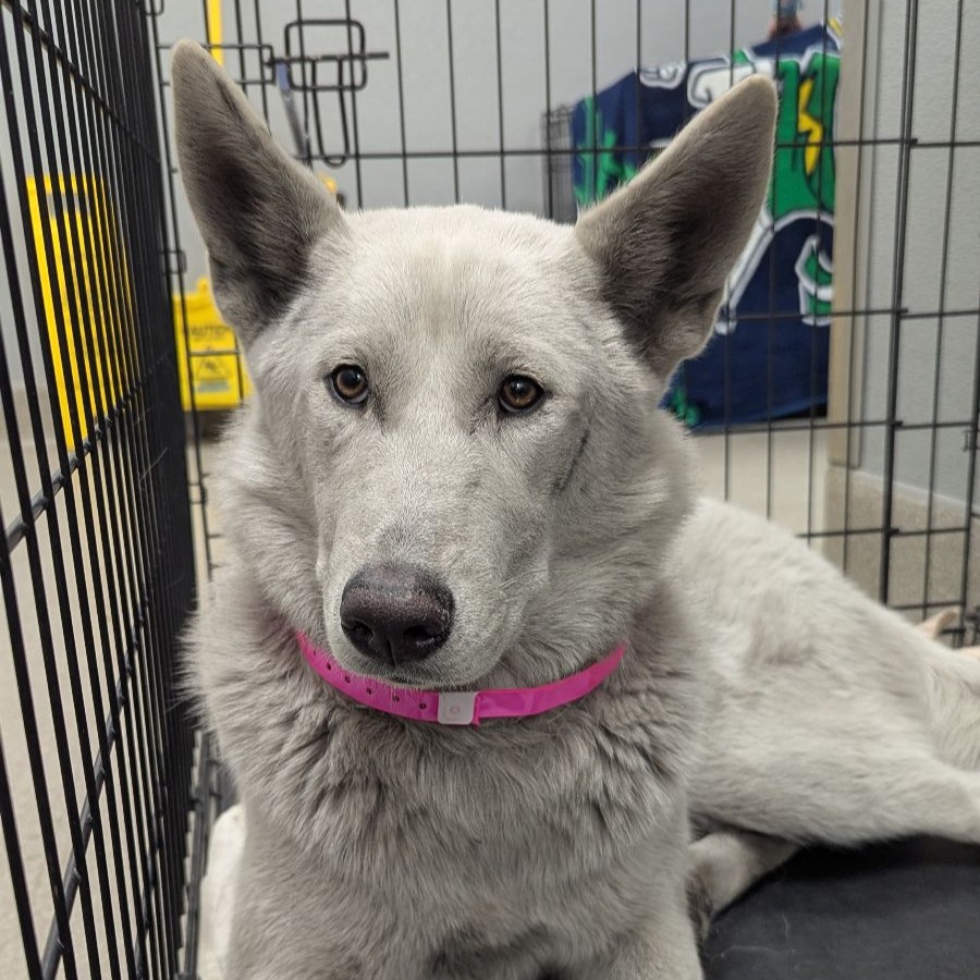 The Animal Foundation tweet media