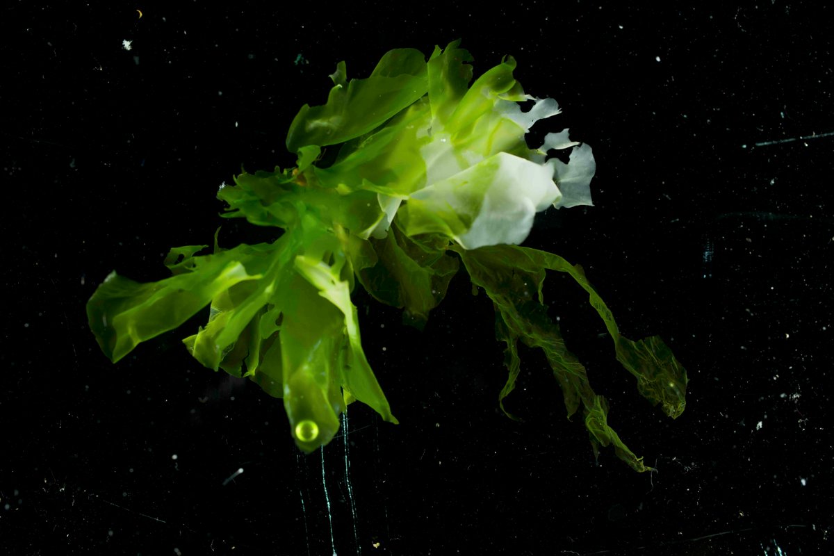 HakaiInstitute's tweet image. The Hakai Institute biogenomics team just ran a mini bioblitz with 10 international ocean scholars doing fieldwork on Quadra Island as part of the @POGO_Ocean  program. During the Species of the Day competition, they shared amazing photos of everything from ulvas to urchins: