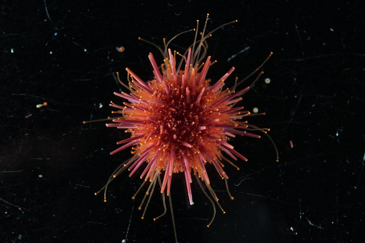 HakaiInstitute's tweet image. The Hakai Institute biogenomics team just ran a mini bioblitz with 10 international ocean scholars doing fieldwork on Quadra Island as part of the @POGO_Ocean  program. During the Species of the Day competition, they shared amazing photos of everything from ulvas to urchins: